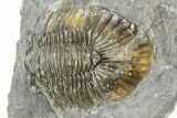 Detailed Scabriscutellum Trilobite - Morocco #363130-1
